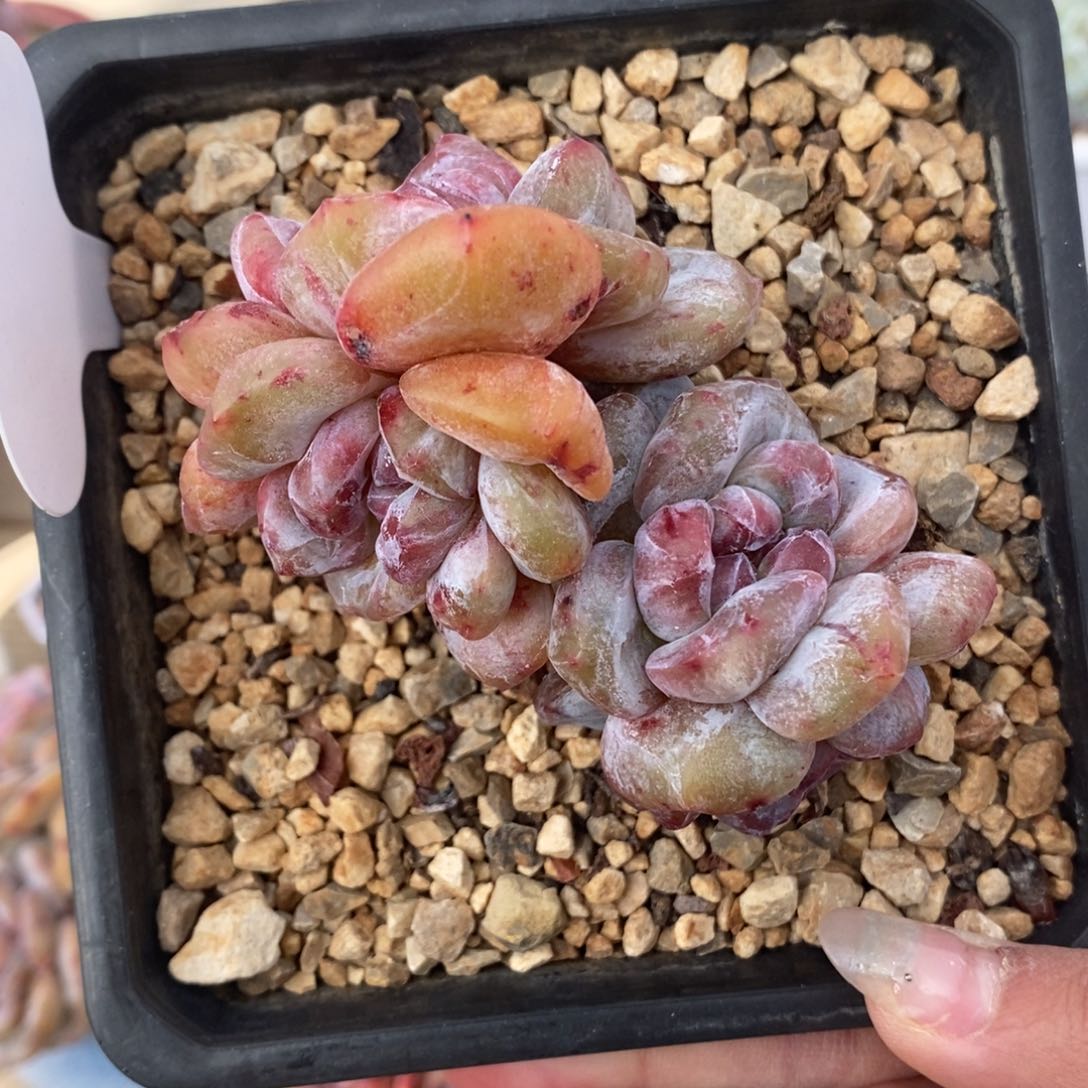 四头石化短肥圆造型