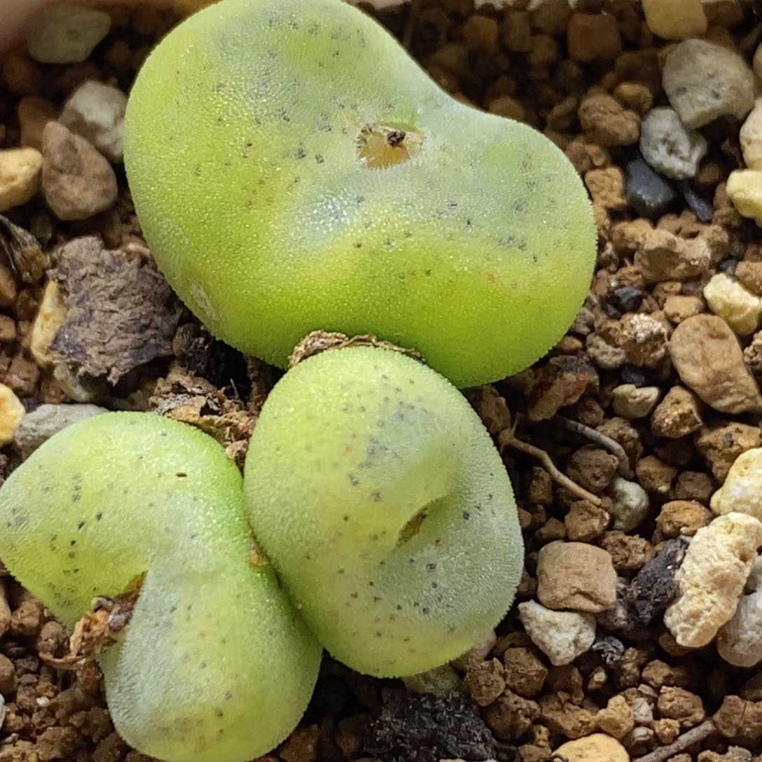 好看好看的三头sh1212芬妮水晶鞋