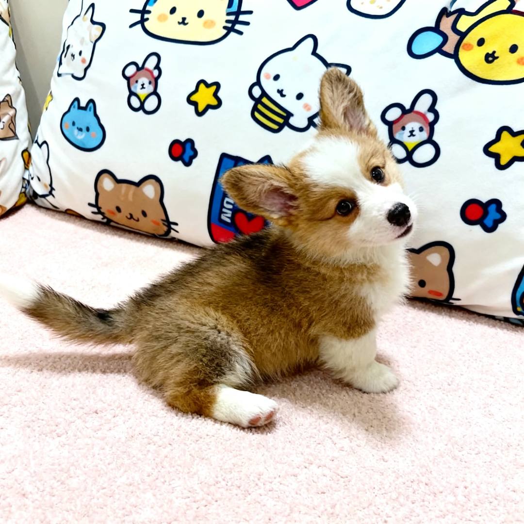 柯基幼犬小狗活体威尔士便宜双色狗黄白花家庭幼崽听话活泼狗三色