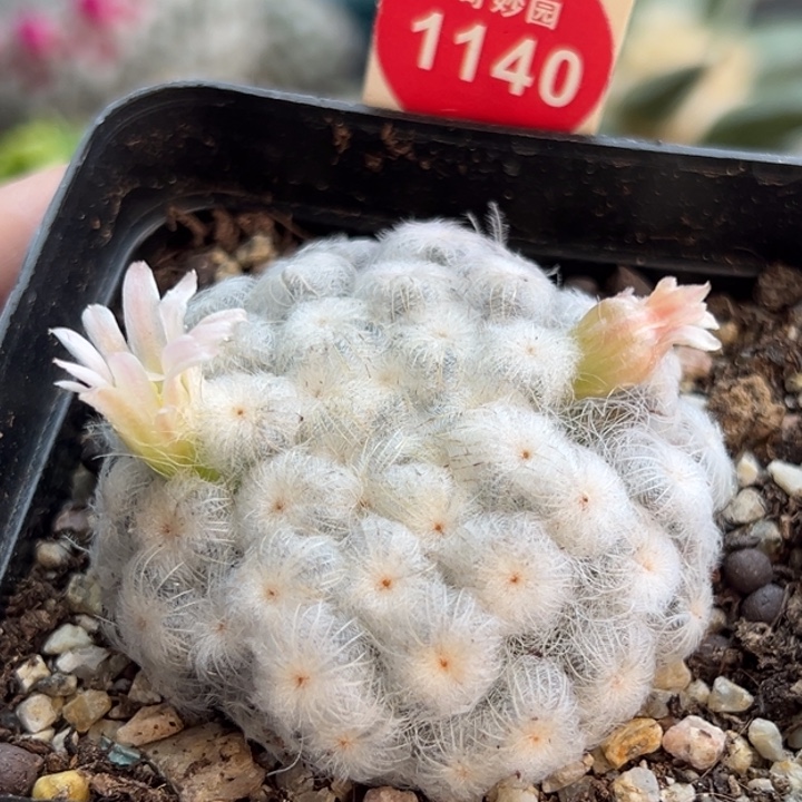 自根佛头白星4.5cm