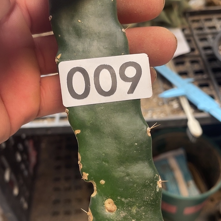 仙人球邹草球009号