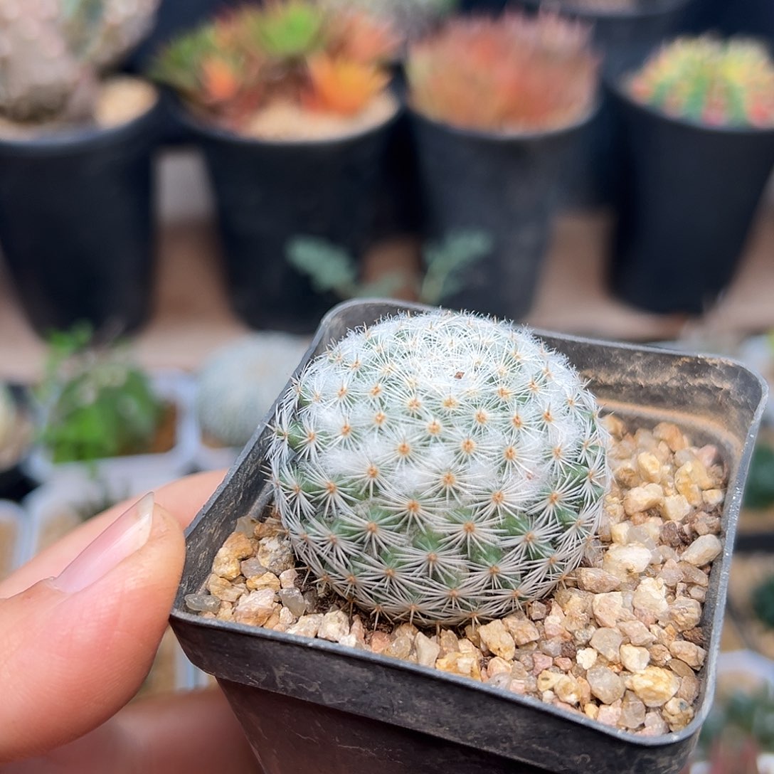 雪顶希望丸实生球