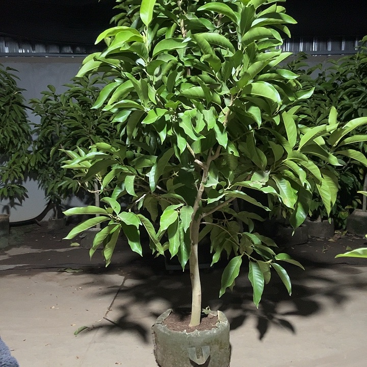 完全开放白兰花老庄300