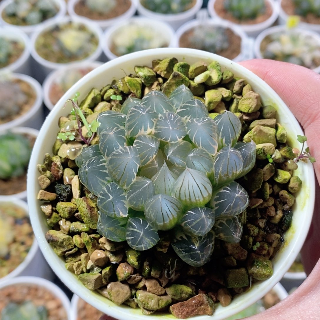 全糊非组霓虹灯锦多肉