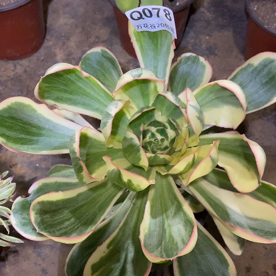 078燕姿锦多肉植物