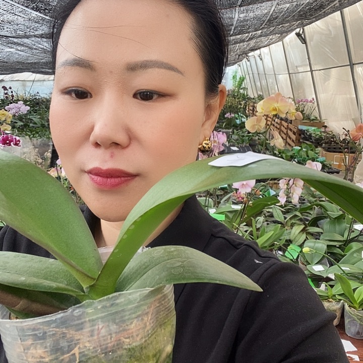 无花朵大白蝴蝶兰