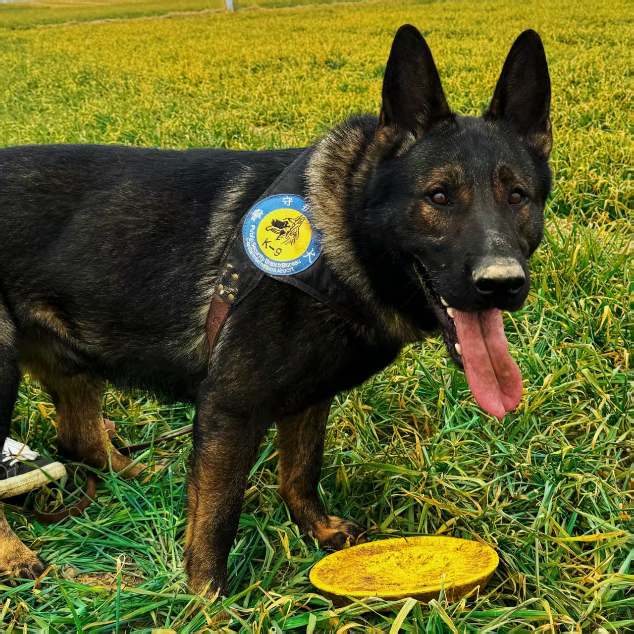 东德牧羊犬飞盘  