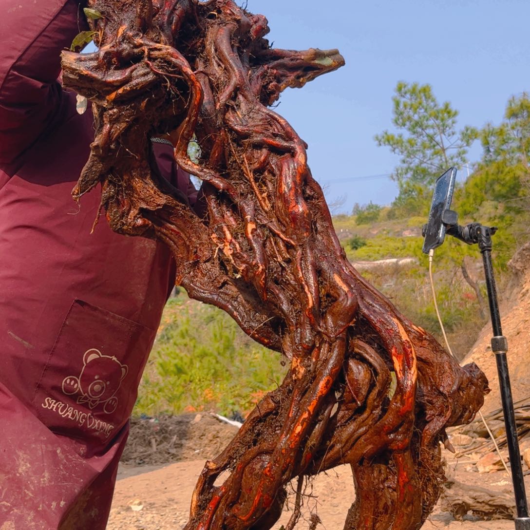 板***机无花朵映山红杜鹃花