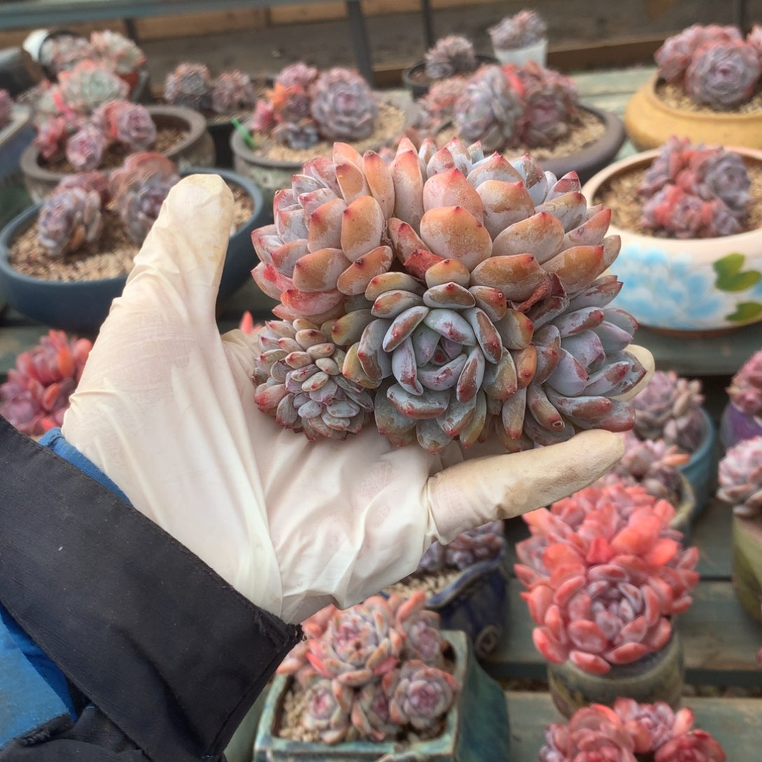 无花朵朵朵缀哈哈哈哈哈哈哈哈