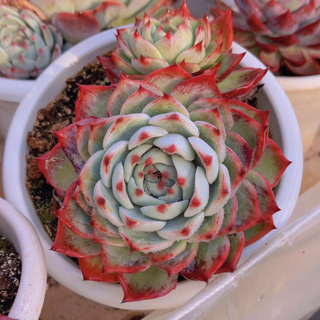 15公分惊鸿娃娃999989999999