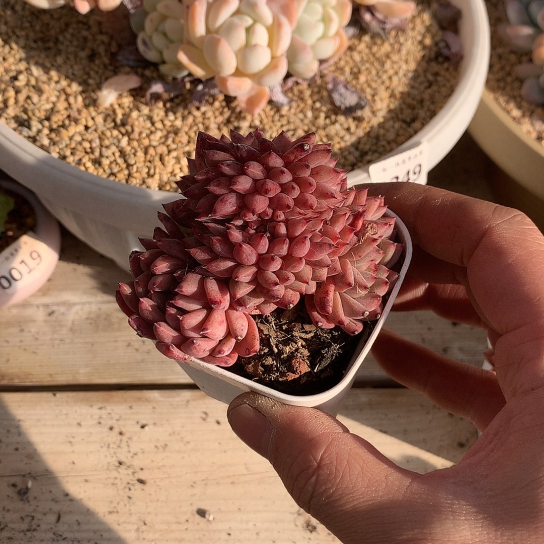 174胖丁缀化一颗7.5厘米