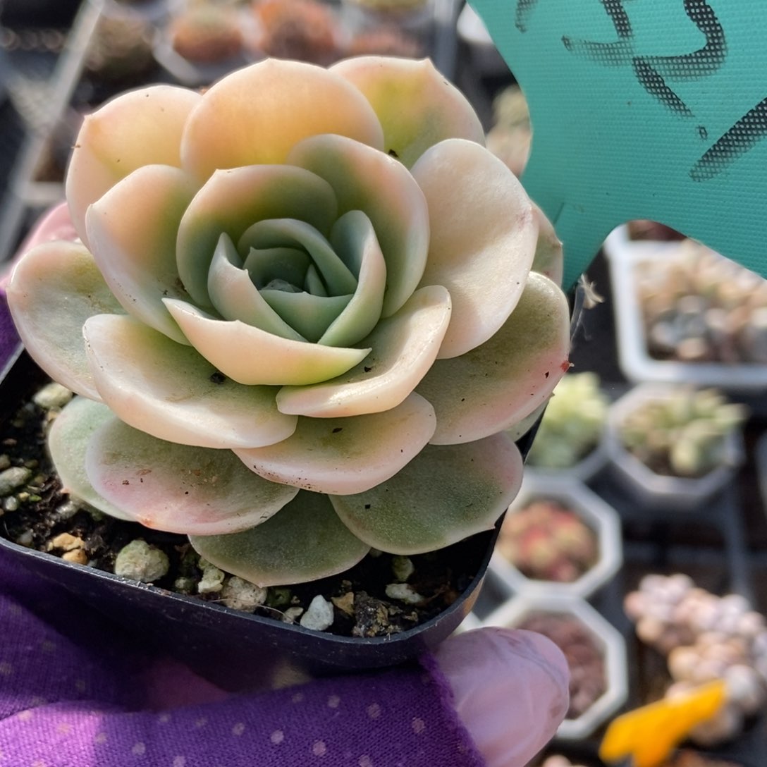 7321蓝色惊喜锦多肉植物