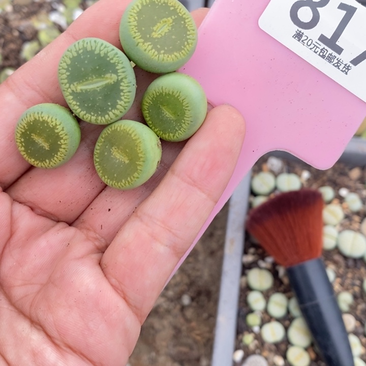 认***了生石花等植物的生长817