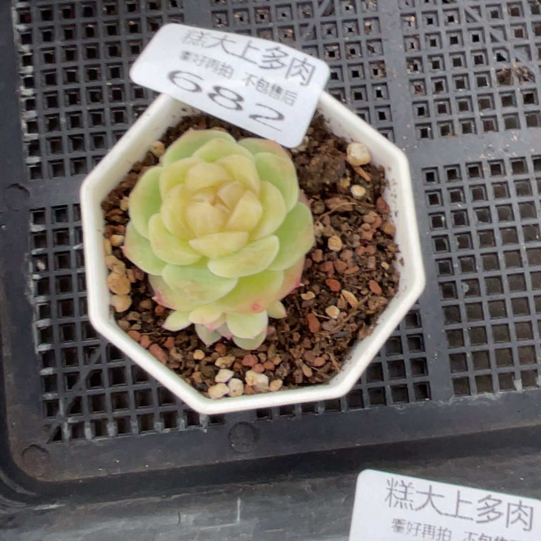 明***晴糕大上多肉植物682