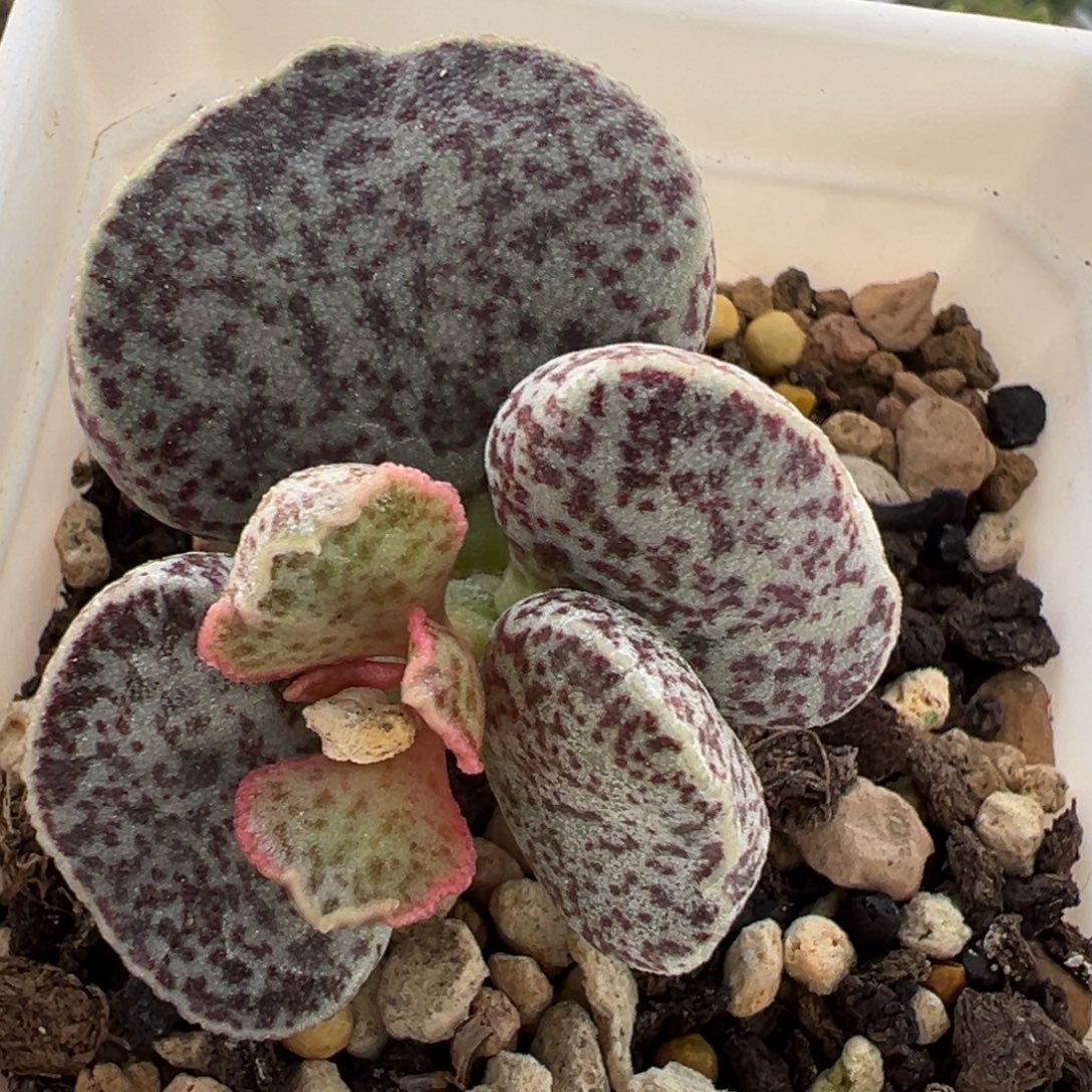 腰子蛋单头纯木质桩多肉植物水泡