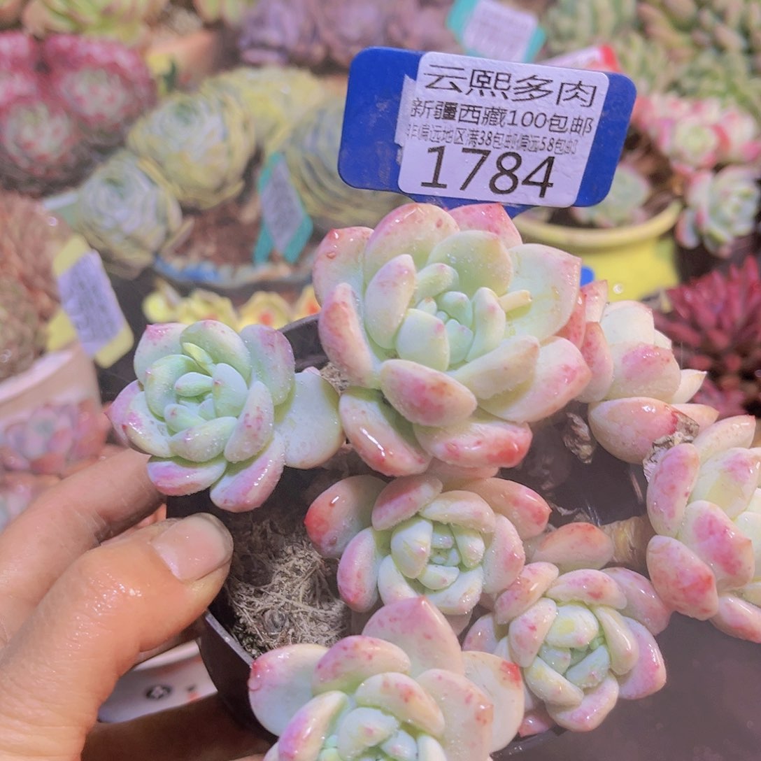 1784望舒。
