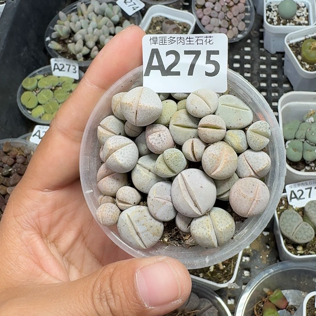 275多肉植物多肉植物