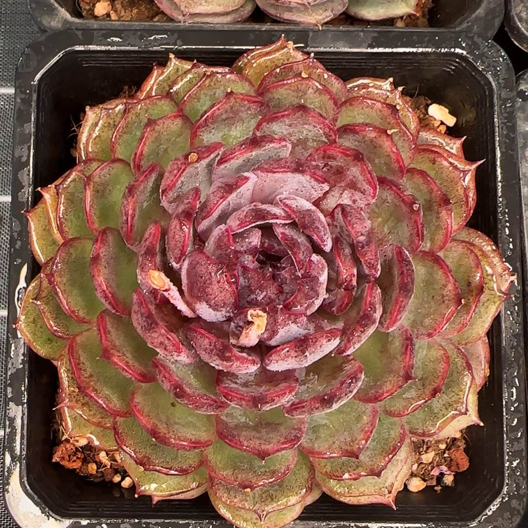 从前慢甄选多肉编号0123-蓝莓