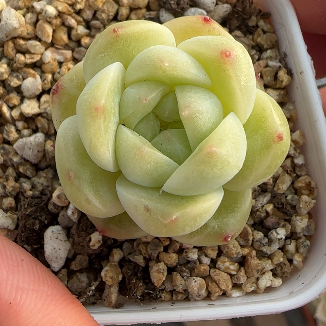 一物一拍珍妮11134