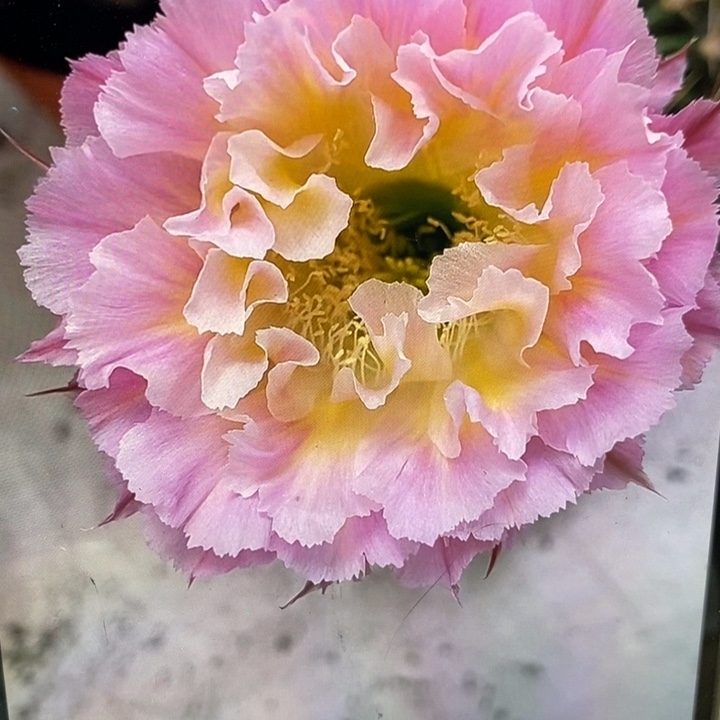 彩草妩媚带根5公分左右瑕疵