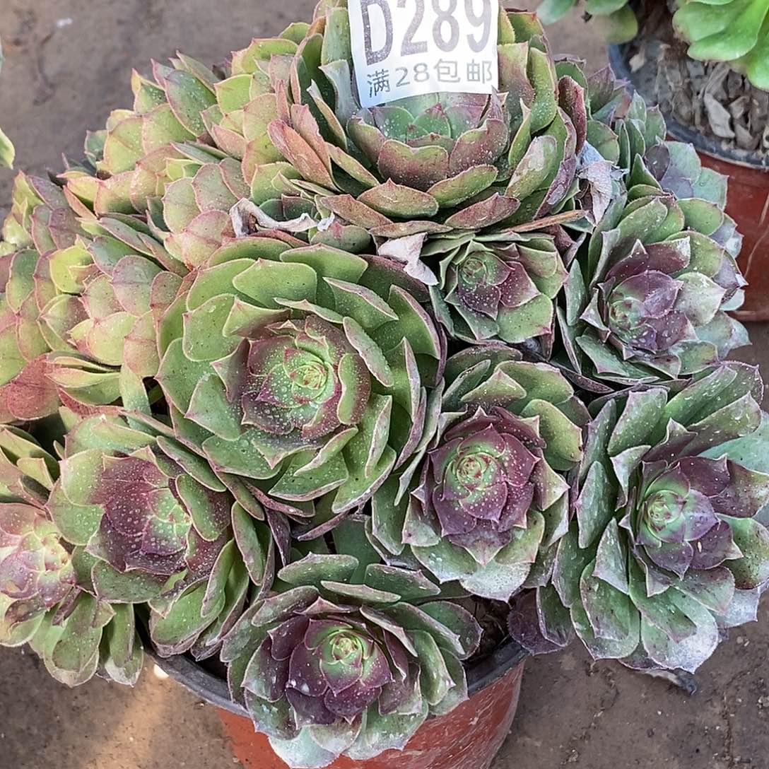 289 多肉植物一物一拍