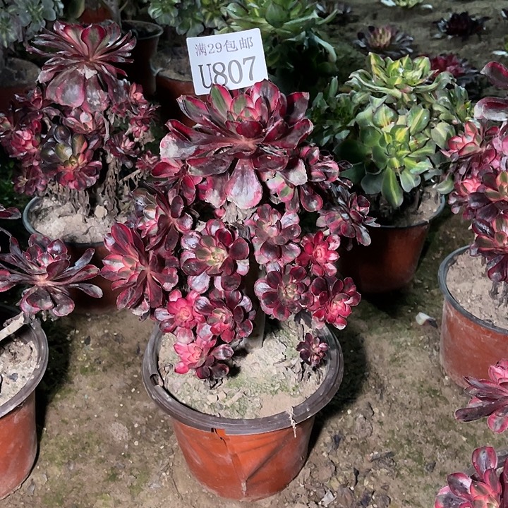 807丽娜   多肉植物     
