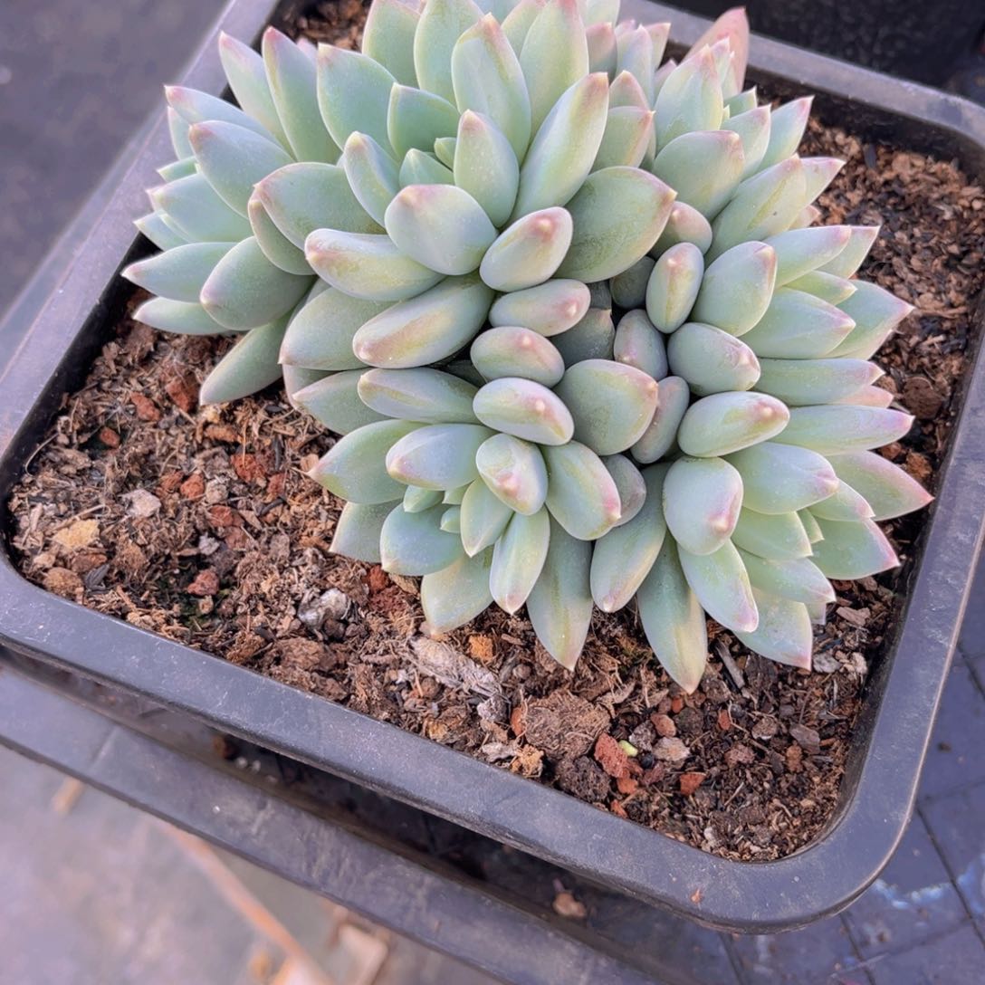 多肉植物多肉植物