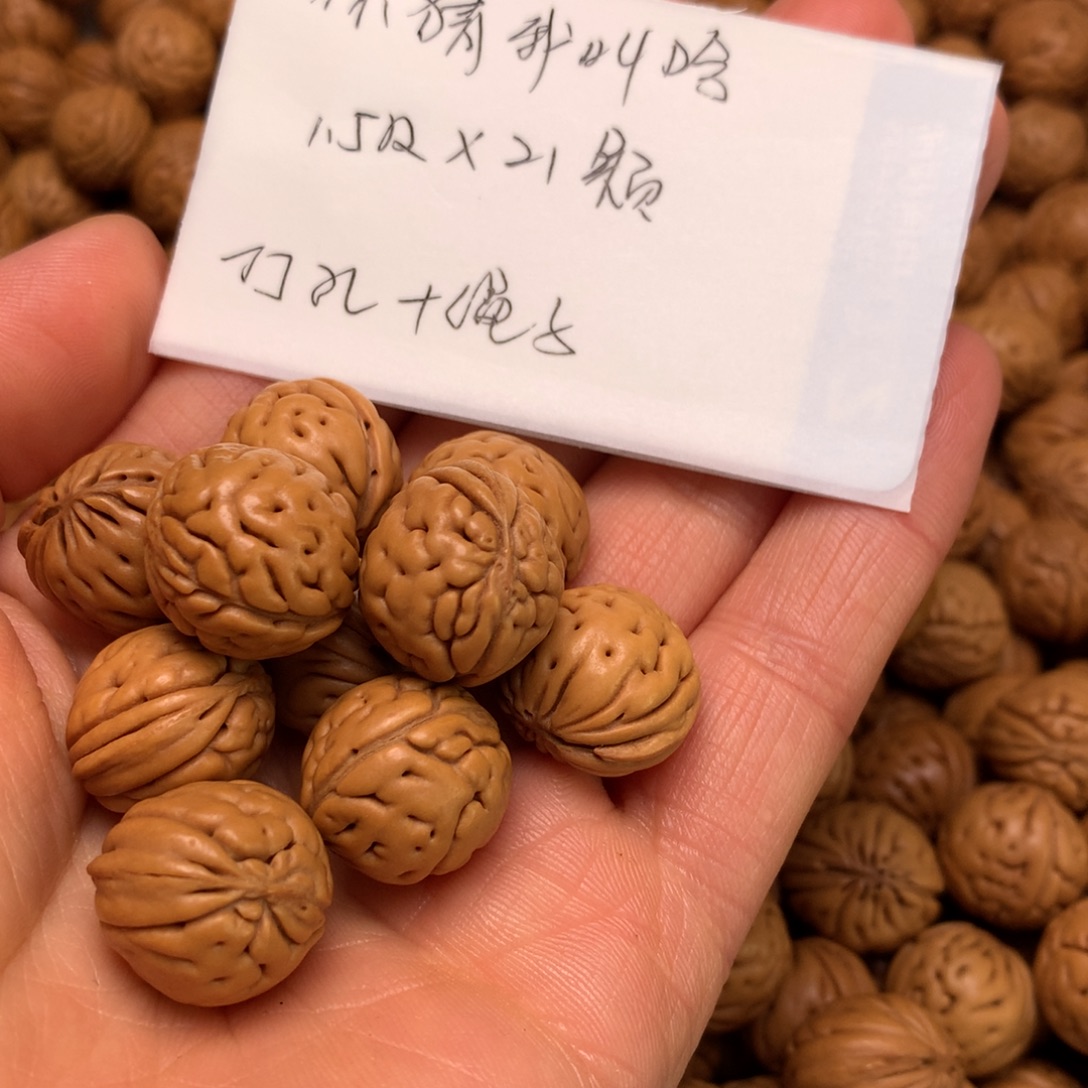 秦岭野生小馒头15尺寸