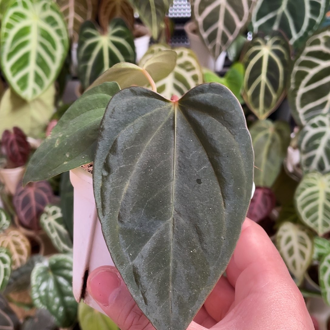 完全开放希尼亚杂