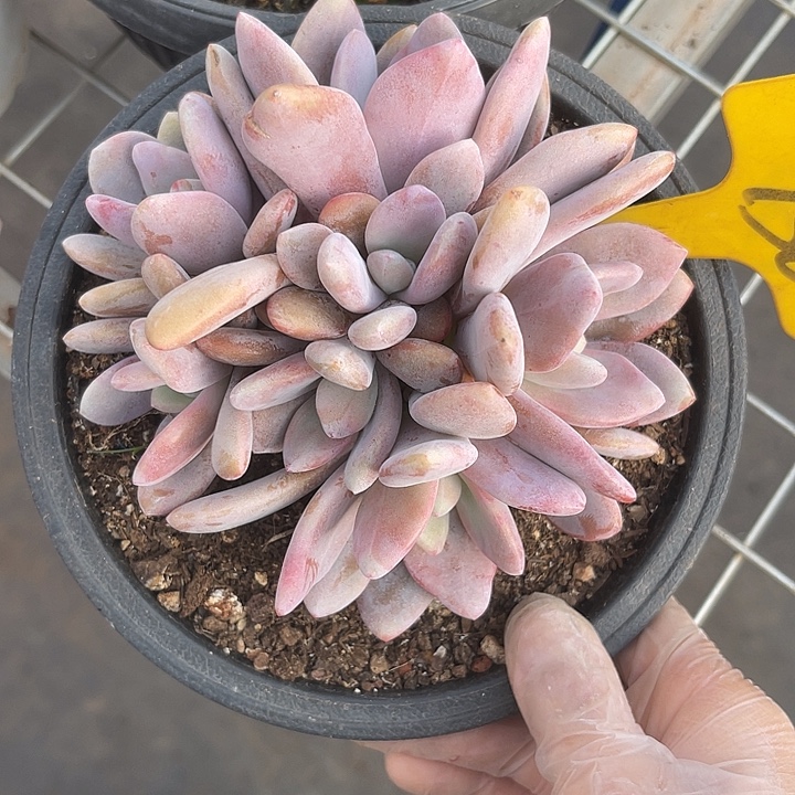 两单包邮，一物一拍150粉兔