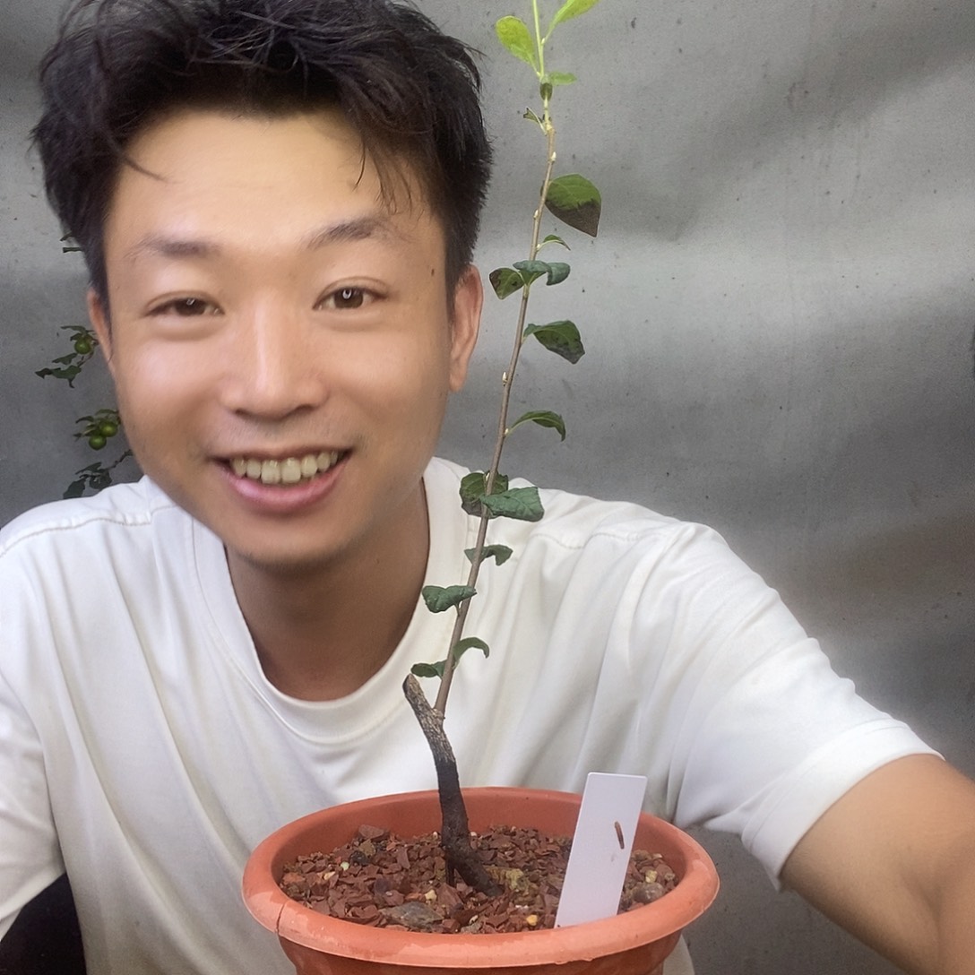 无花朵老鸦柿红珍珠苗