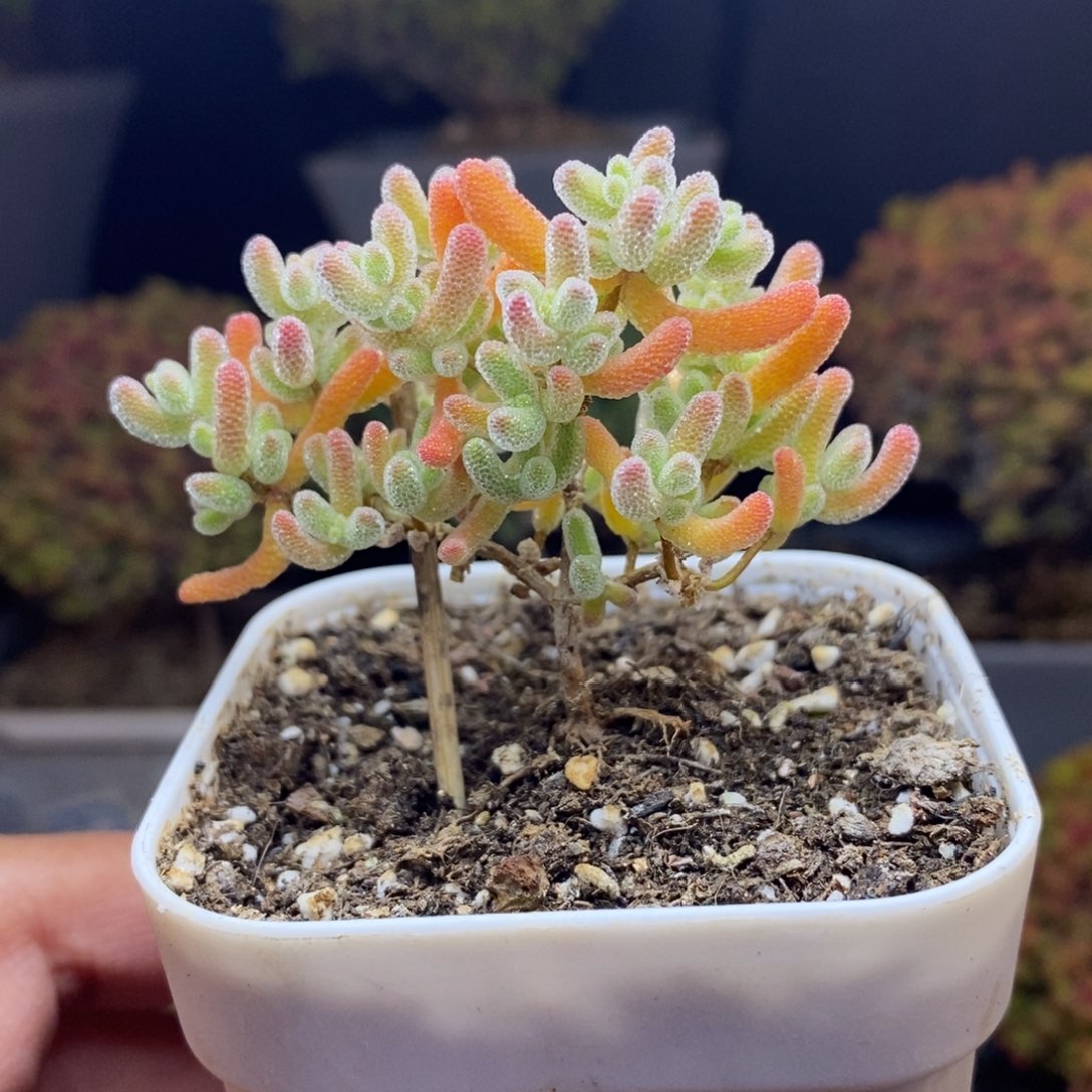 无花朵20号冰橙枝干