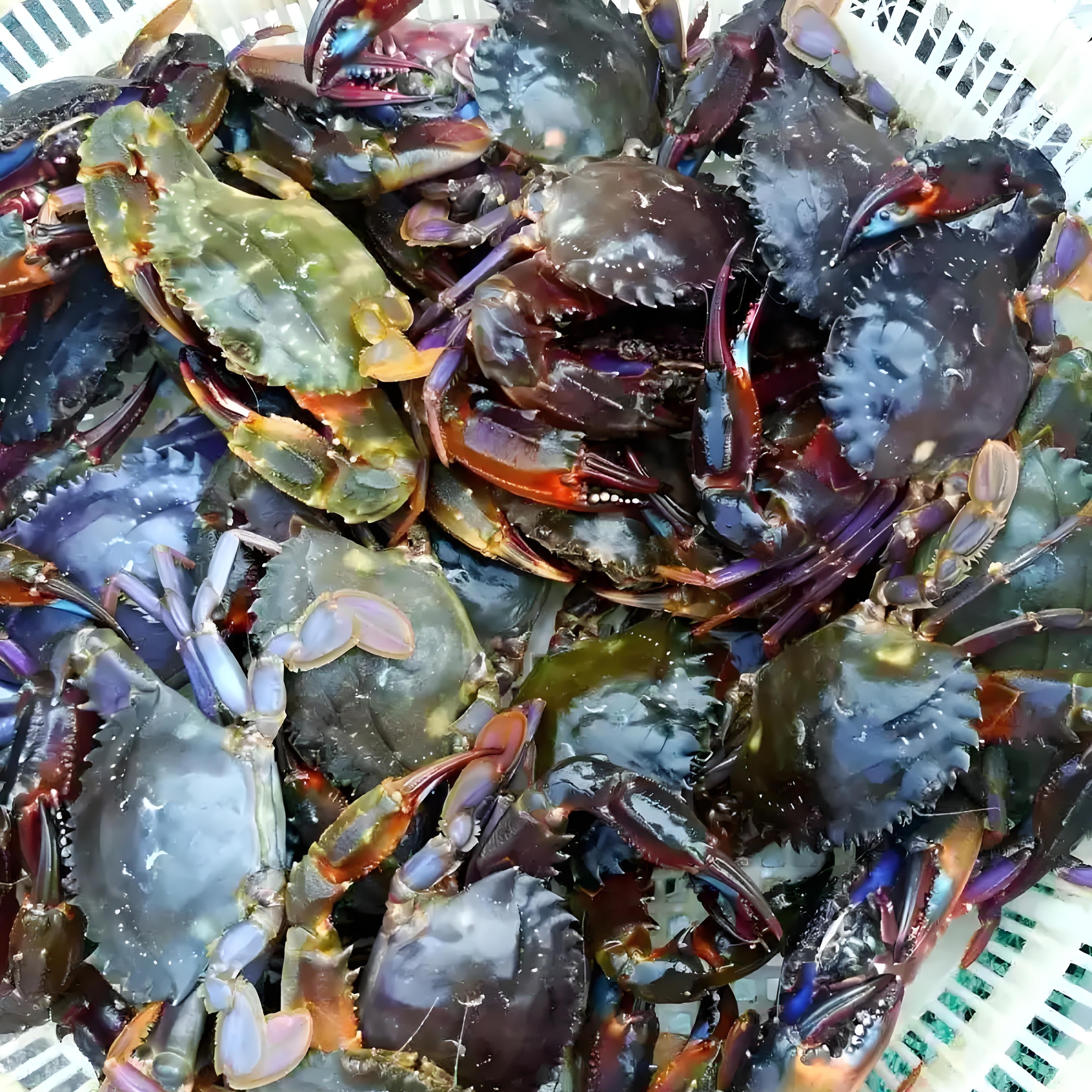 （港威海鲜）冰鲜花盖赤甲红3斤份