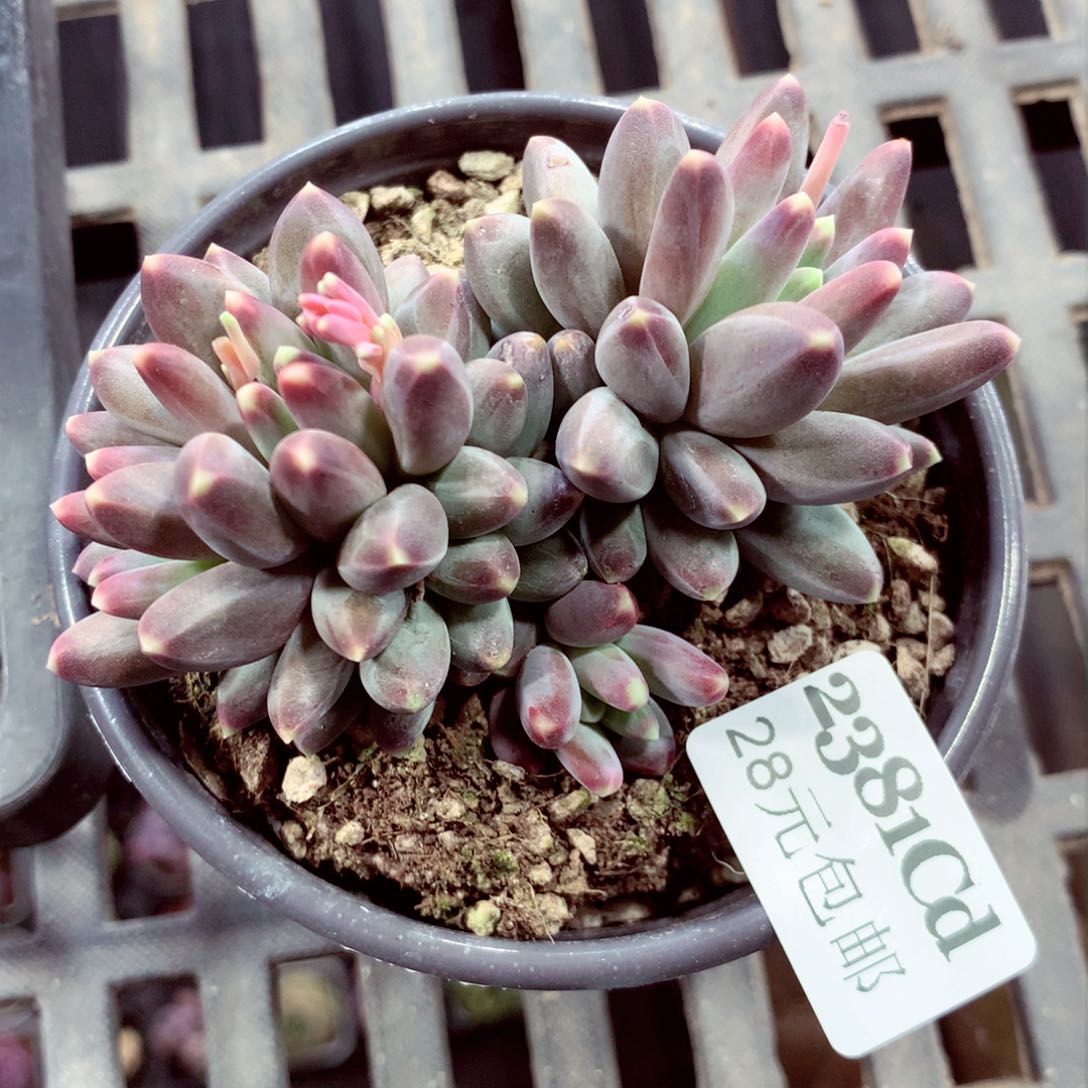 5厘米盆精控多肉2381