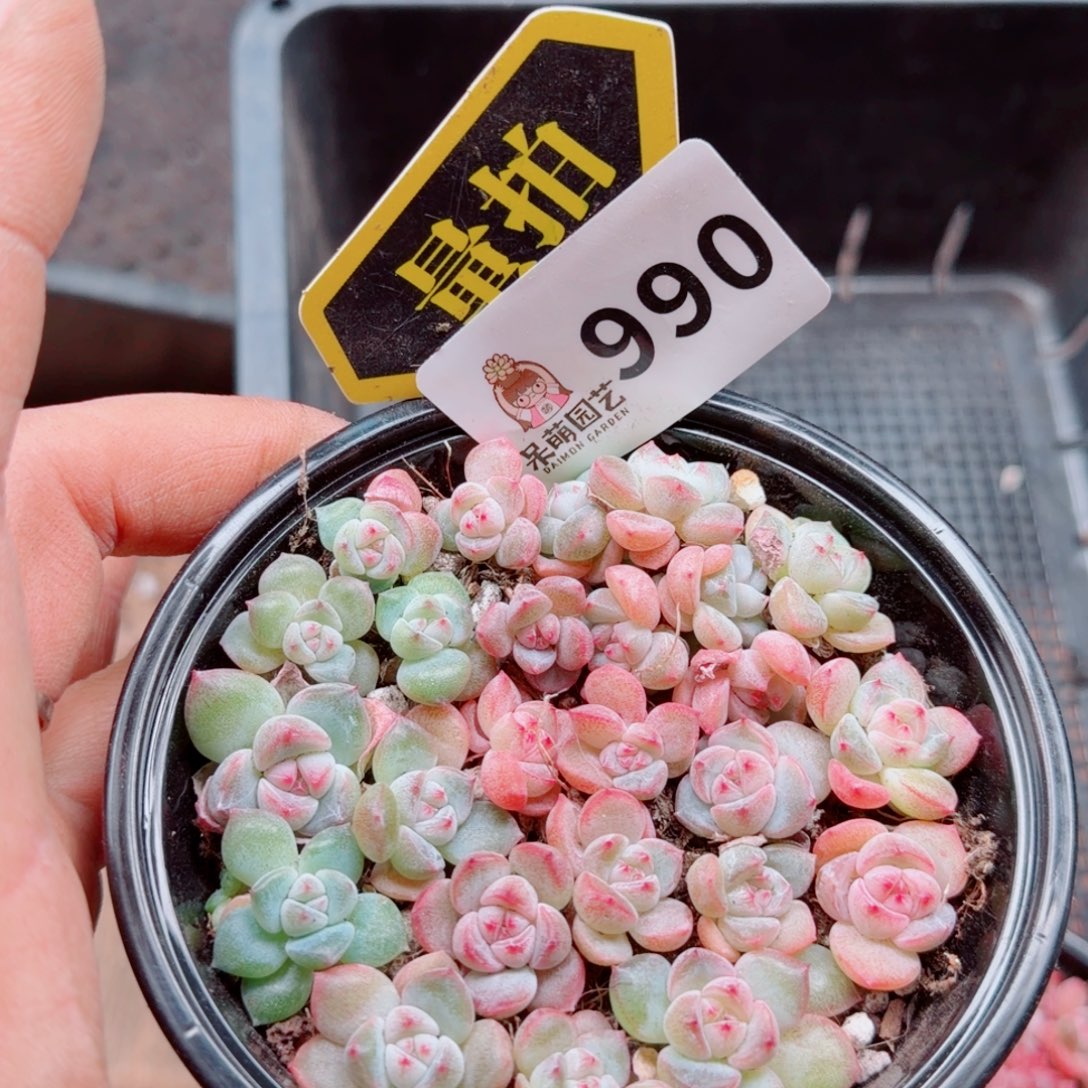 多肉植物多肉植物