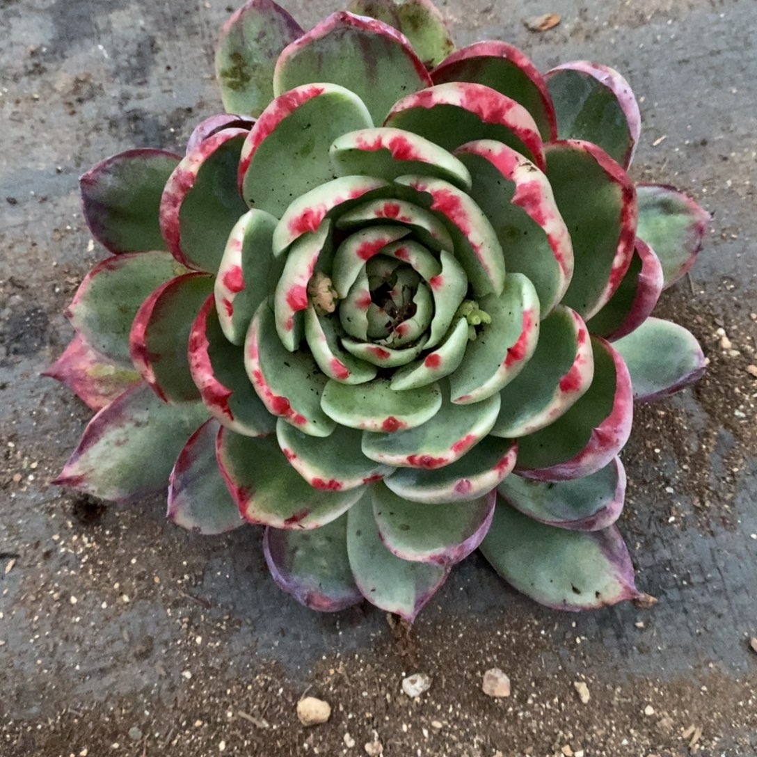 老***子       104。        