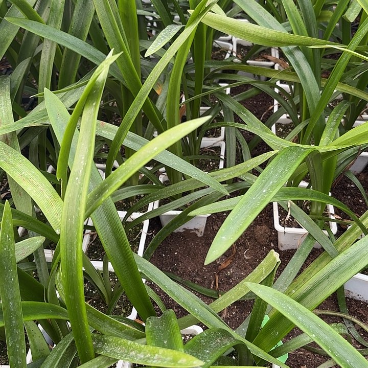 贵妇3.5左右带土包对版