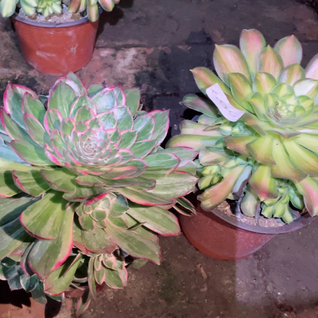 多肉植物组合2颗509