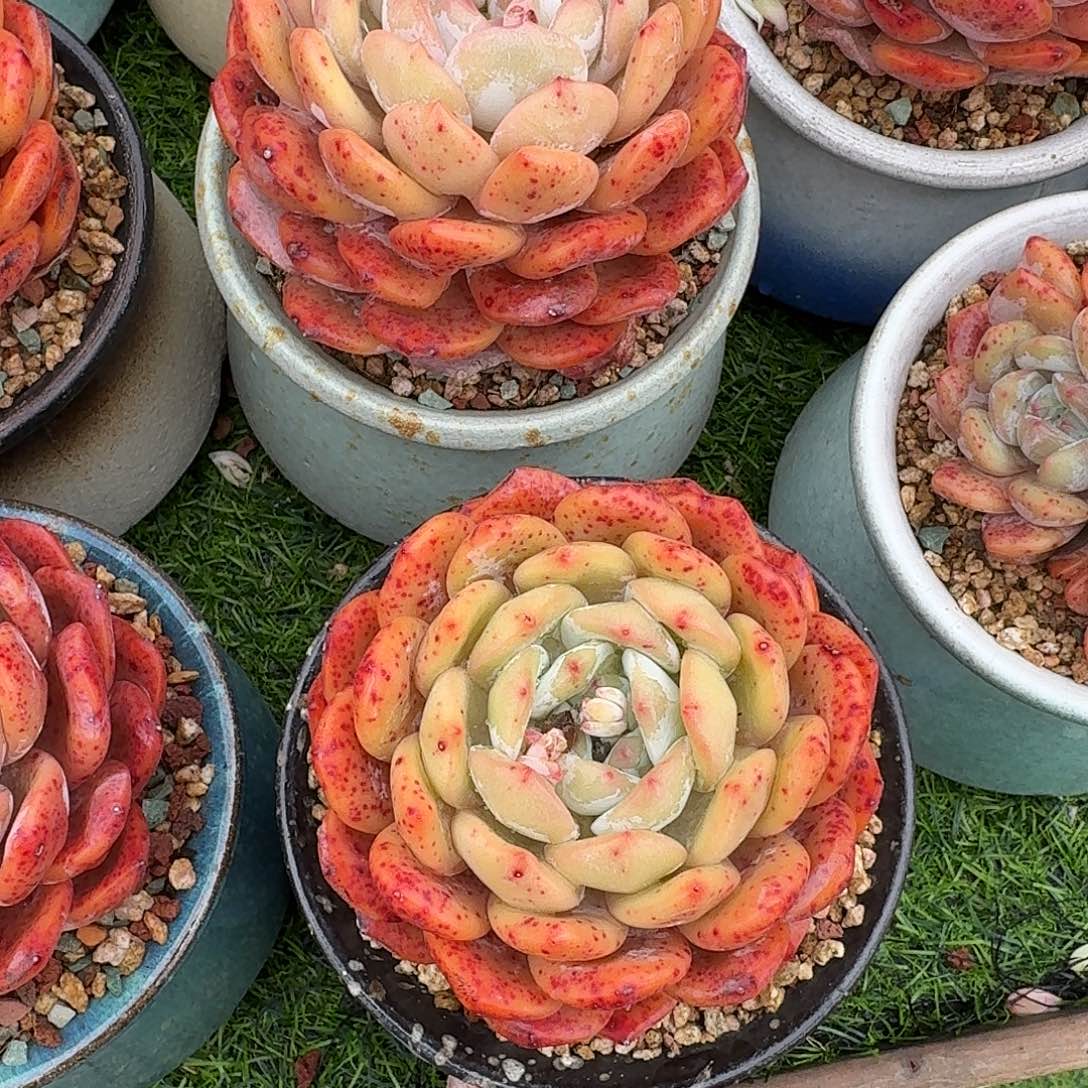 橙梦露单头一颗带盆