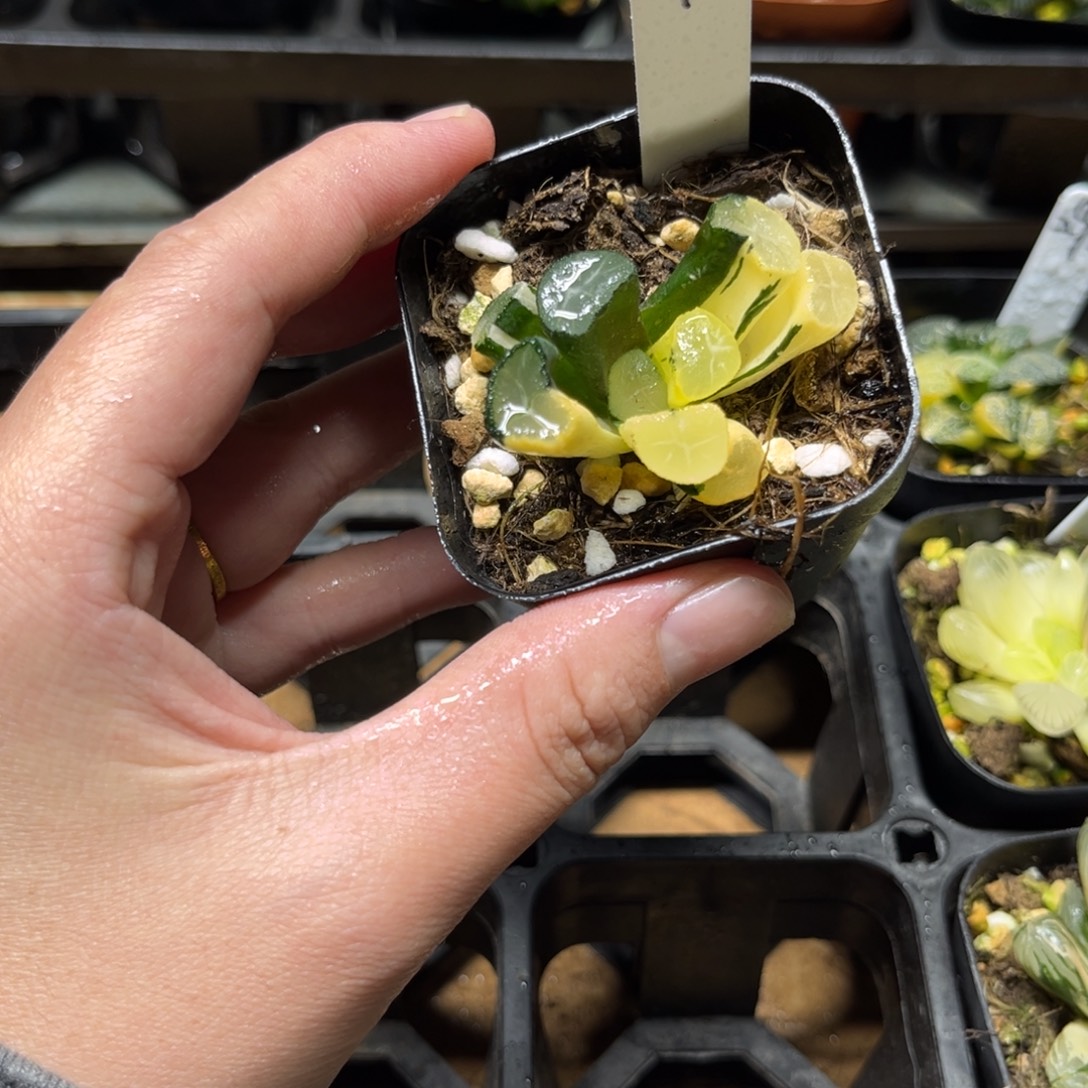 294玉龙万象锦一物一拍