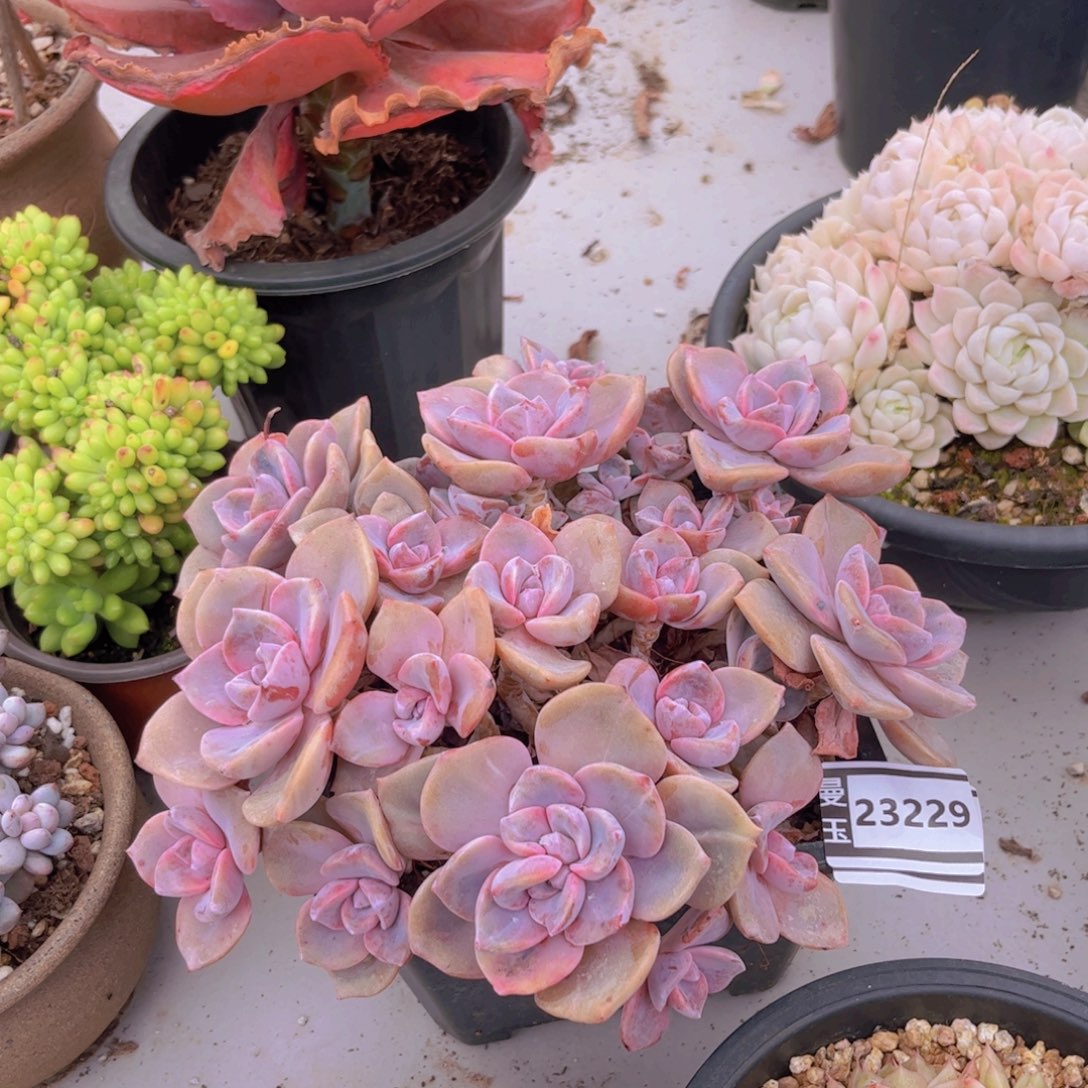 彩虹糖多肉植物23229