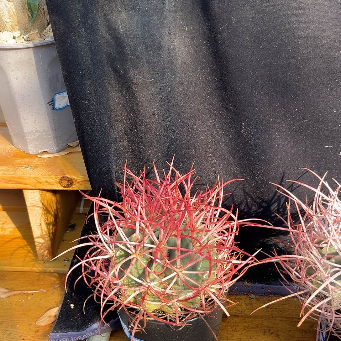 汤圆植物大龙冠卷刺