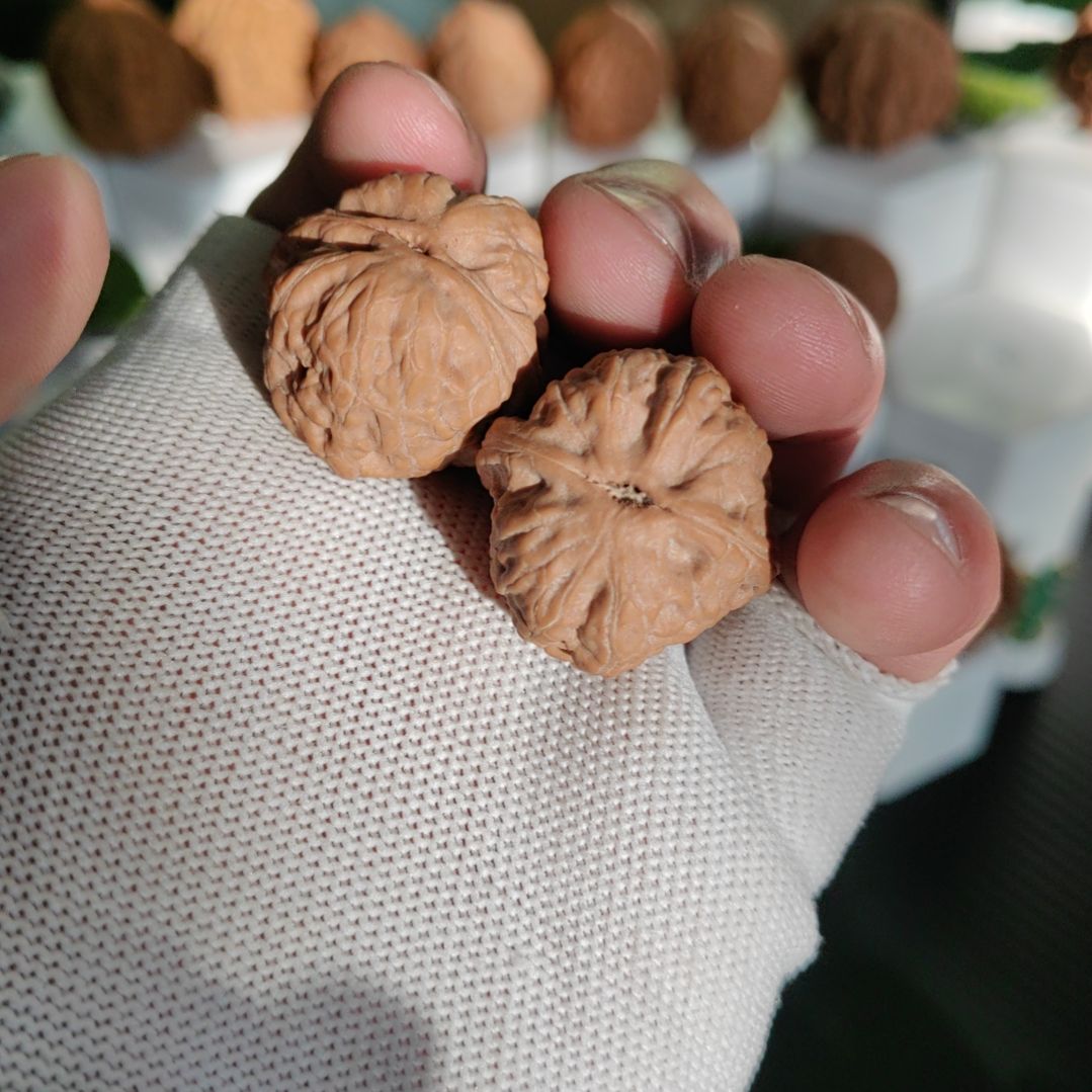 文玩核桃把件10号丨全品凤眼糖豆26+尺