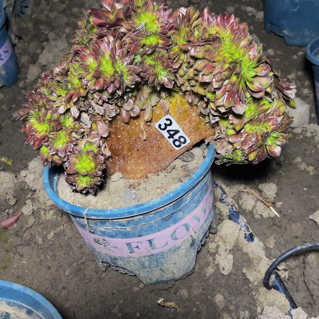 抹茶法师15-24包邮法师