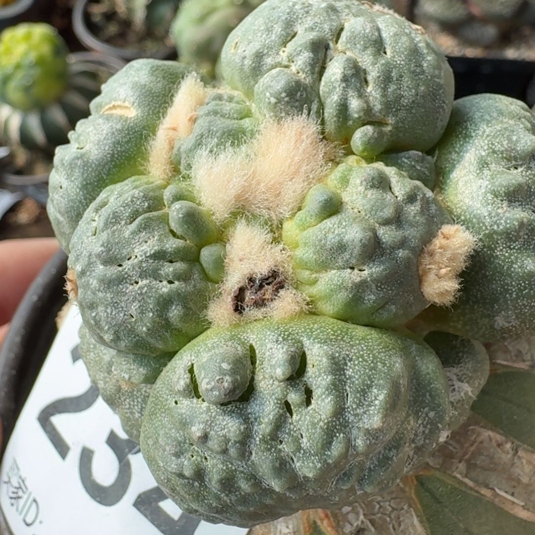 【闪购商品】苗接蛋尤怒涛234