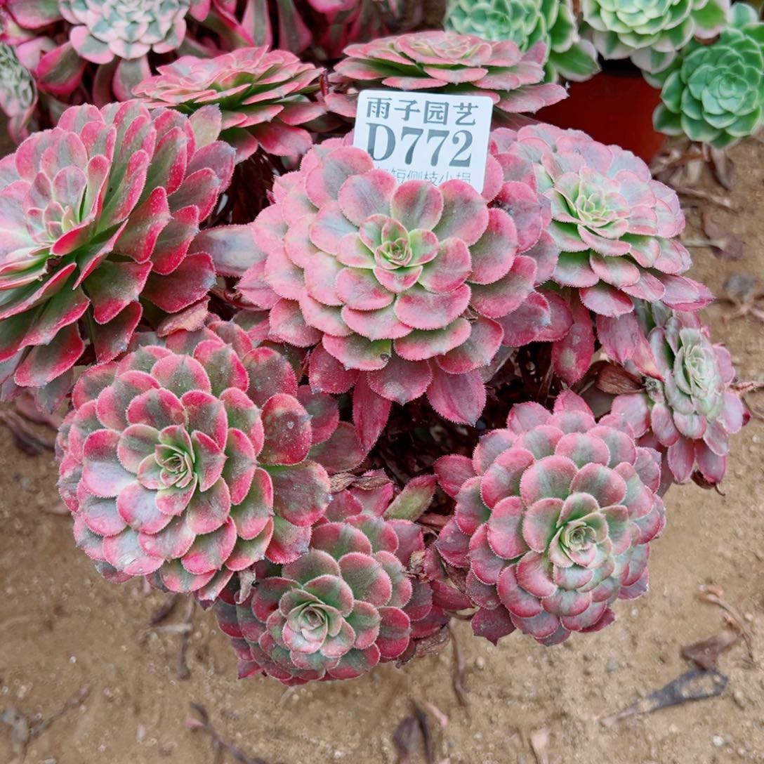 772月婵尺寸25左右