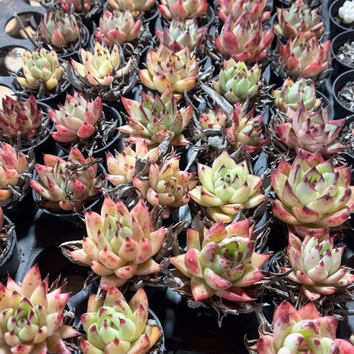 乌木精控3盆带盆土