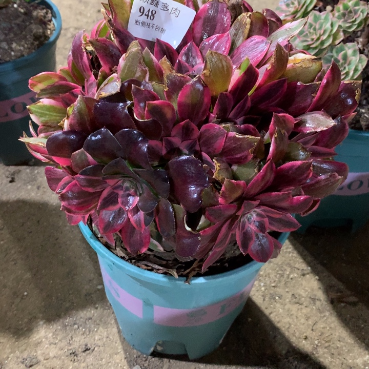 948浣纱多肉植物特价