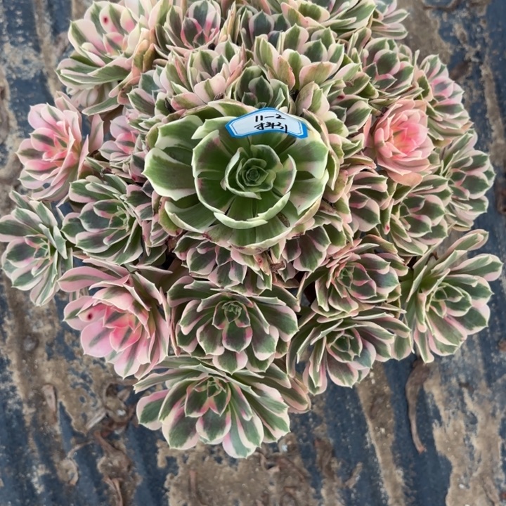 粉体女巫不包损31