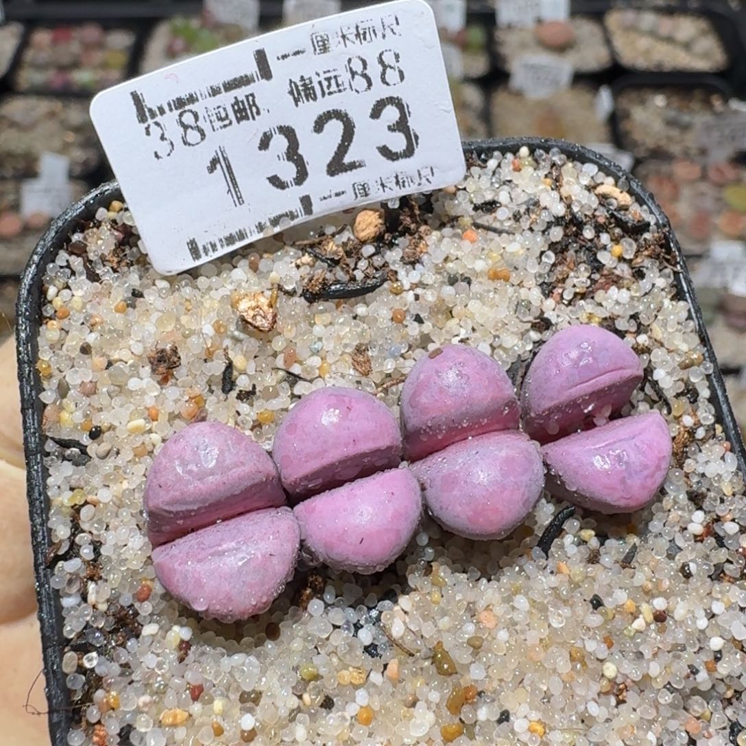 zzz福利捡漏了1323